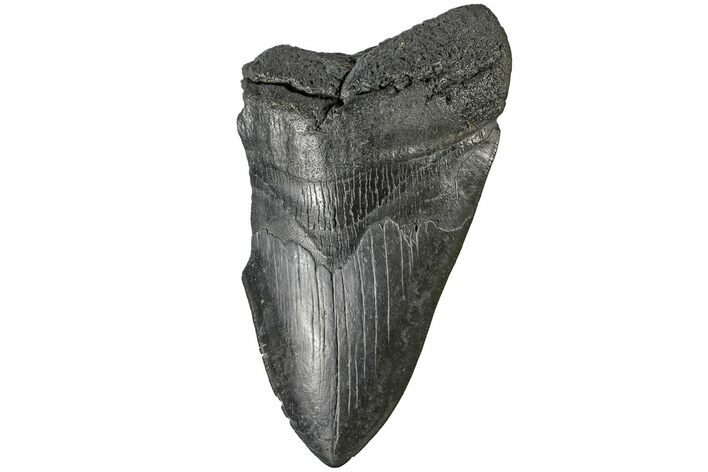 Bargain, Fossil Megalodon Tooth - South Carolina #165414